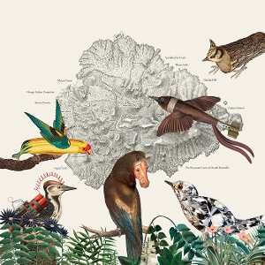 LP - The Birds of Marsville - Friendly Rich