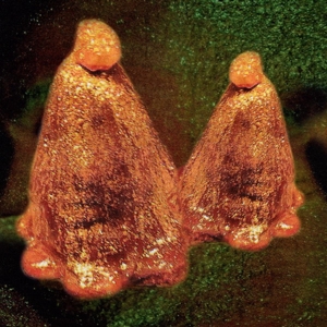 LP - Oocyte Oil & Stolen Androgens - Black To Comm