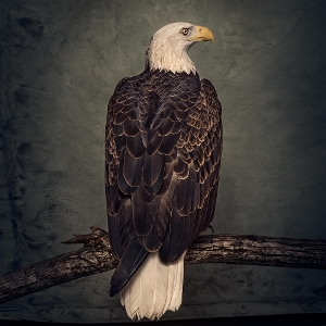 LP - Book of Bad Decisions - Clutch